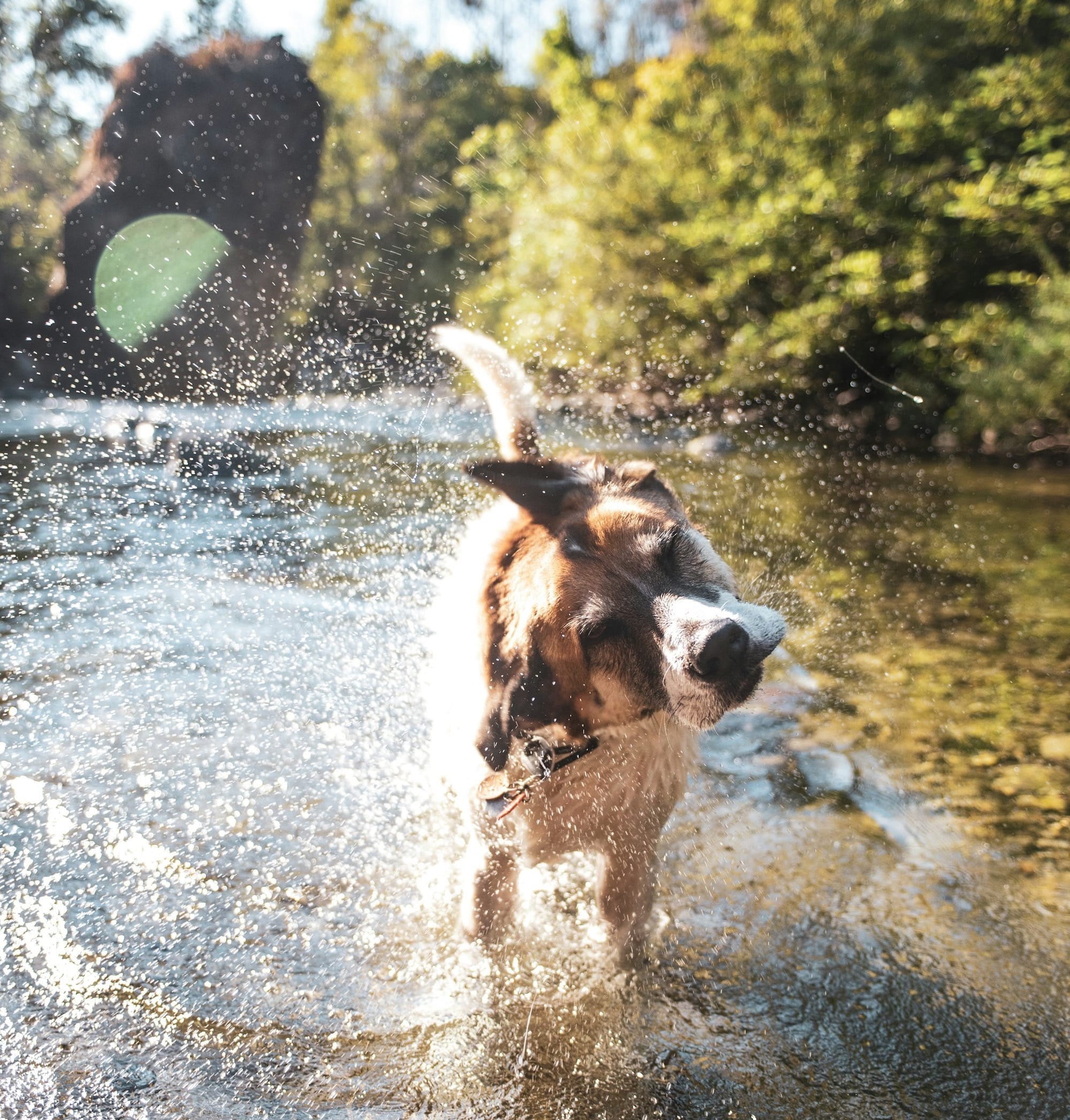 Dog playing in the river during camping trip